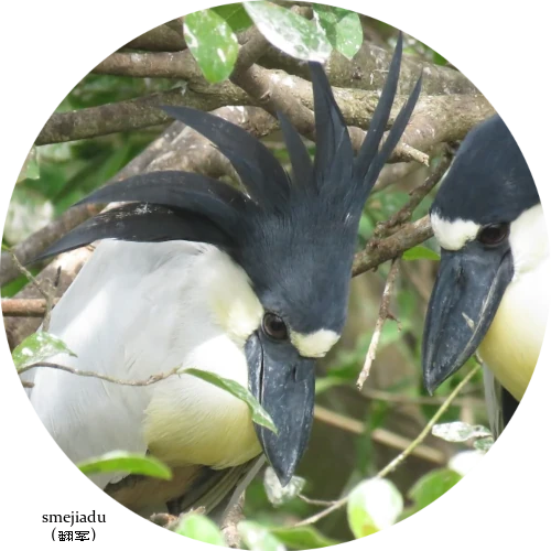 クレストレイジング(Crest Raising)